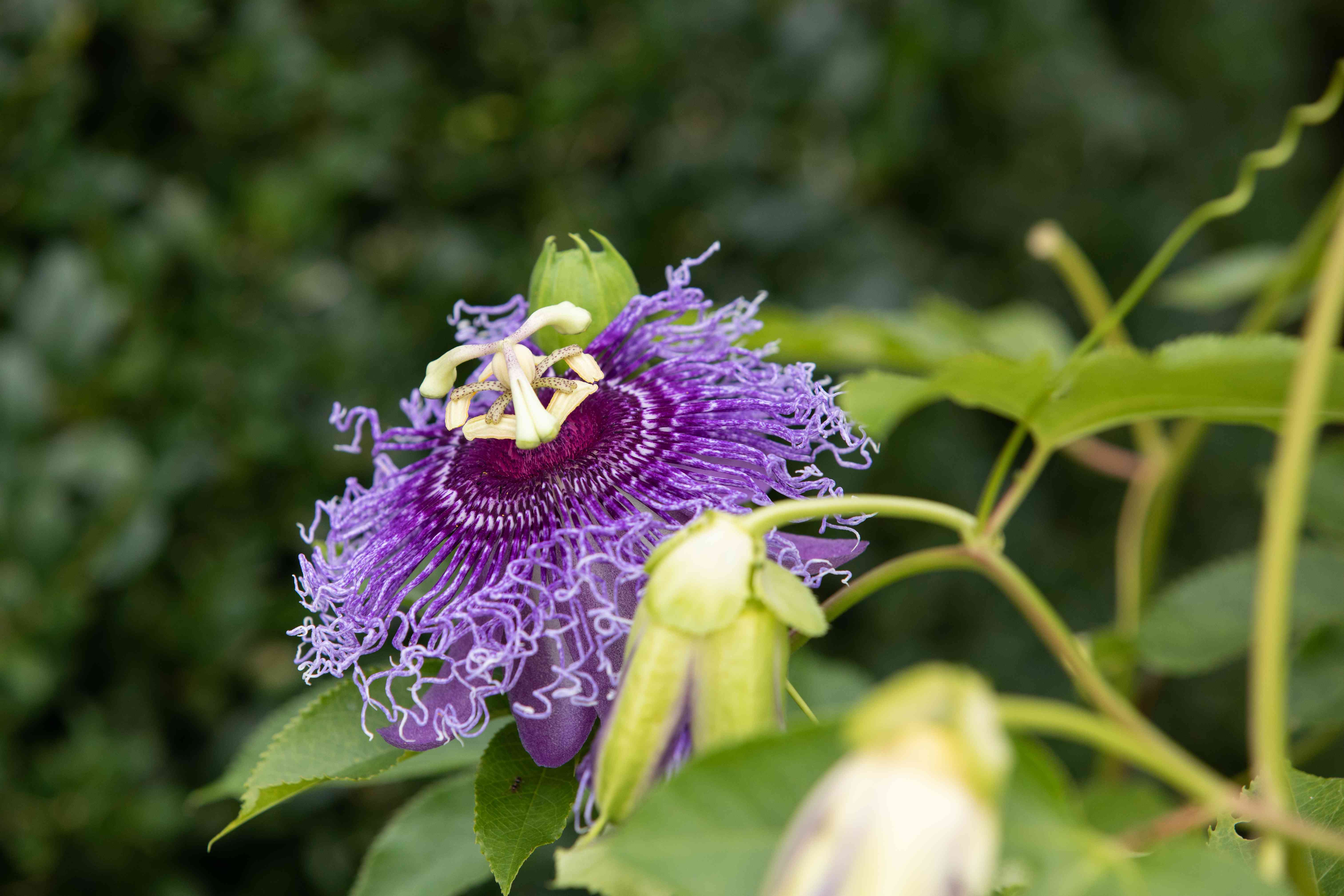 Perennial Mixed Color Passion Flower Plants for Borders and Trellises
