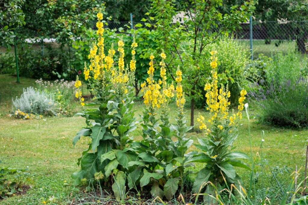 Perennial Mullein Garden Seeds