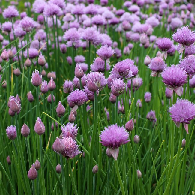 Hardy perennial Onion Chive seeds for garden borders