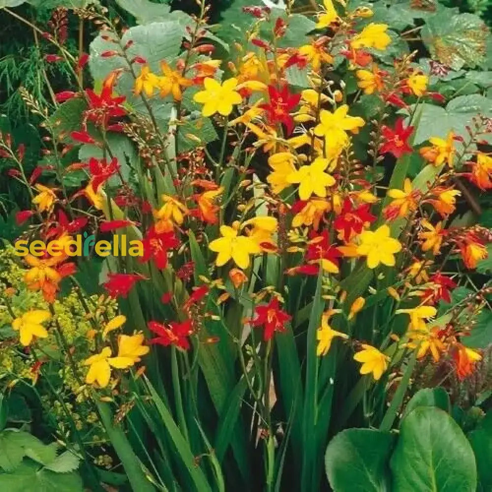 Perennial Orange Crocosmia Aurea Planting Seeds  Bright Garden Blooms Plant Seeds