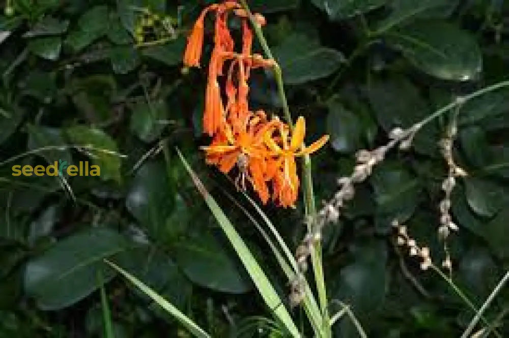 Perennial Orange Crocosmia Aurea Planting Seeds  Bright Garden Blooms Plant Seeds