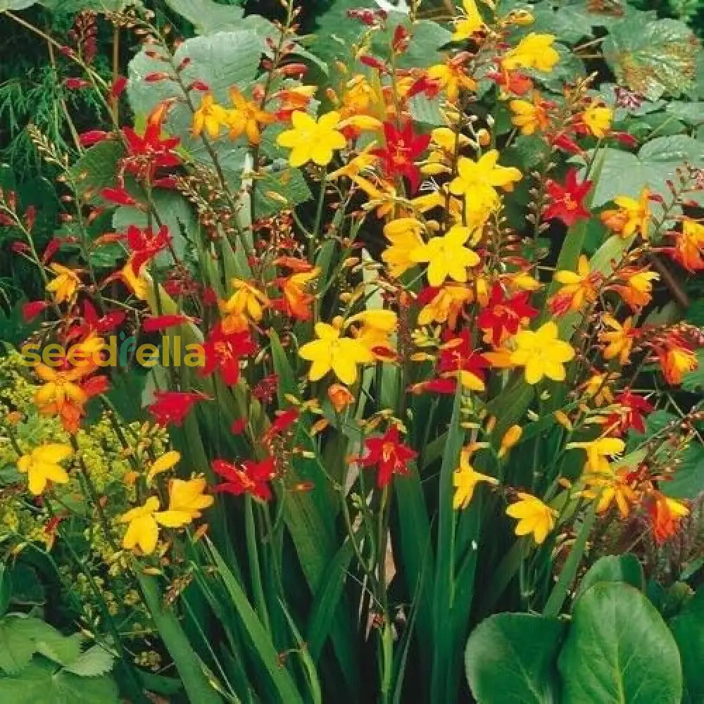 Perennial Orange Crocosmia Aurea Planting Seeds  Bright Garden Blooms Plant Seeds