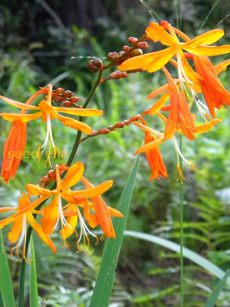 Perennial Orange Crocosmia Aurea Planting Seeds  Bright Garden Blooms Plant Seeds