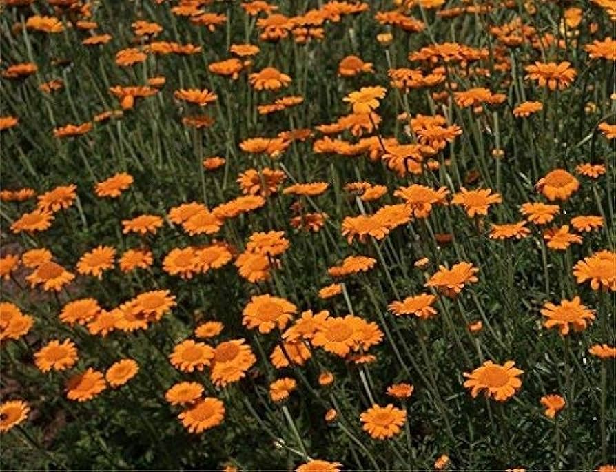 Perennial orange daisy flower seeds