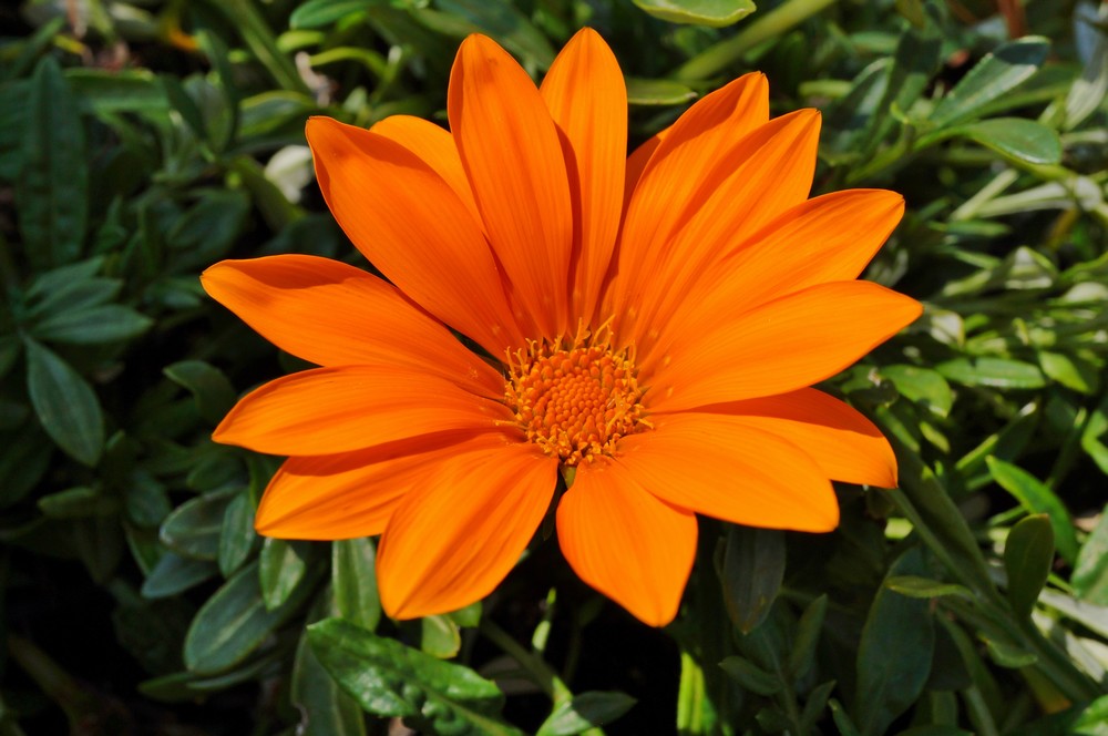 Perennial Bright Orange Gazania Plants for Borders