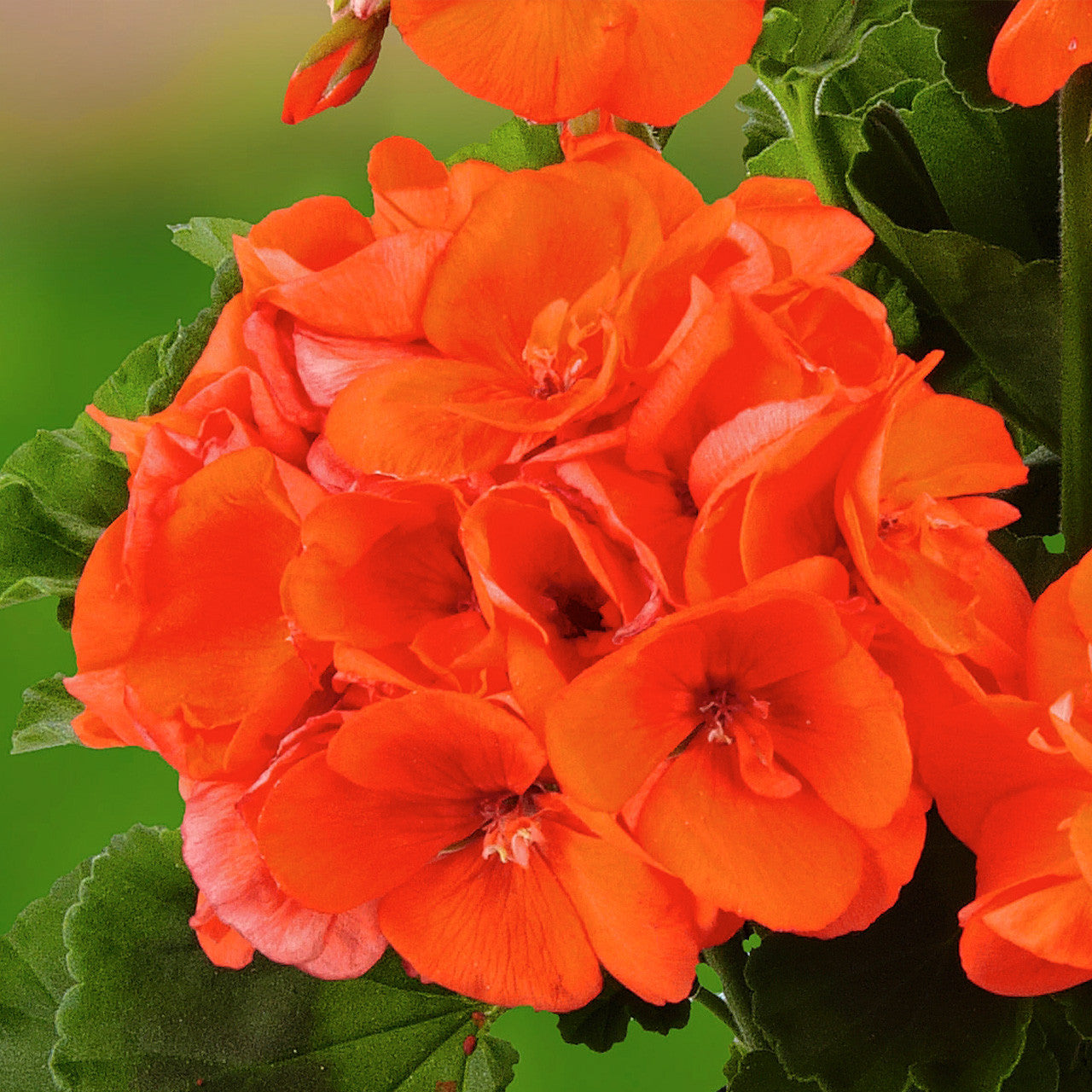 Perennial Orange Geranium Flowers for Borders