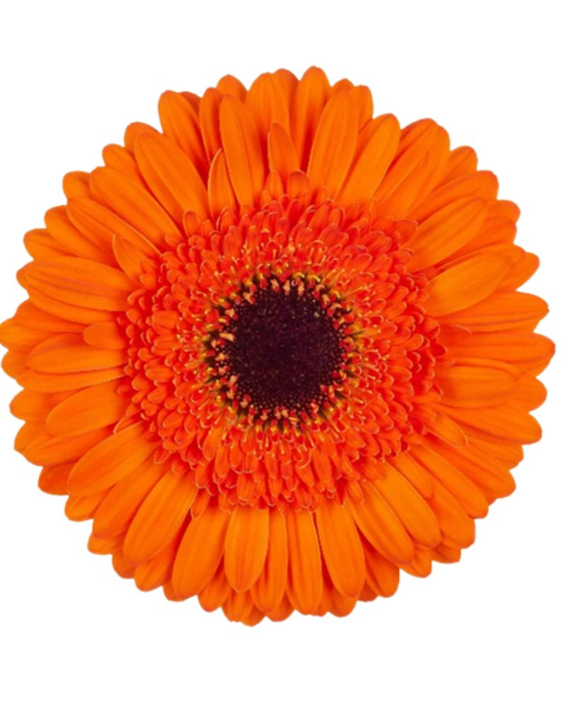 Perennial Orange Gerbera Plants for Borders and Containers