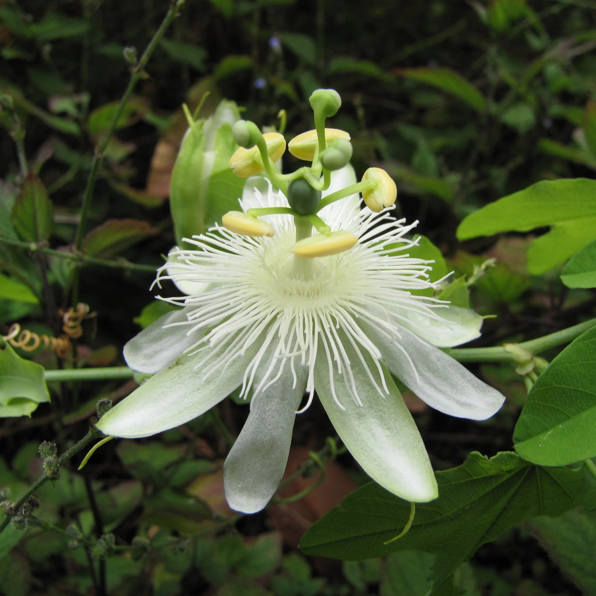 Perennial Passion Flower Seeds for Outdoor Planting