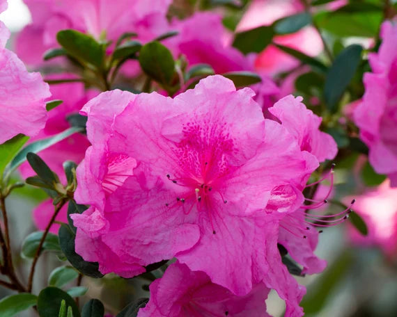Perennial Pink Azalea Plants for Borders and Containers