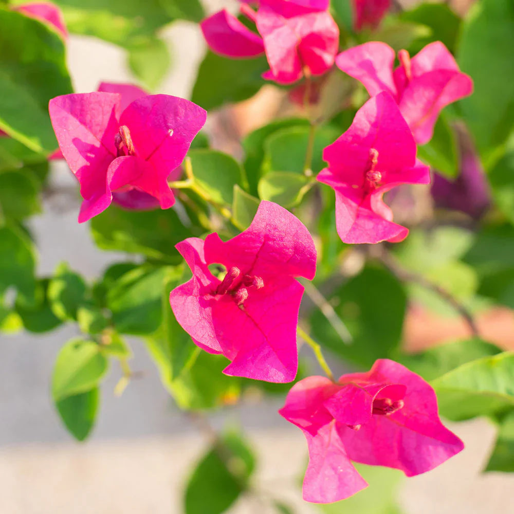 Perennial Pink Bougainvillea Plants for Fences and Trellises