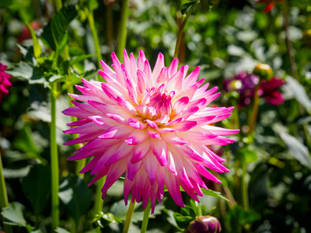Perennial Pink Mix Two-Color Dahlia Plants for Borders