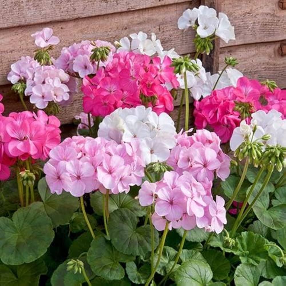 Perennial Pale Pink Rose Geranium Flowers