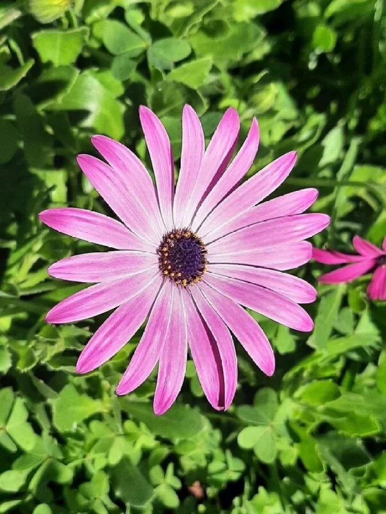 Perennial Pink Osteospermum Plants for Borders and Containers