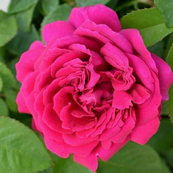 Perennial Pink Rose Flowers for Borders