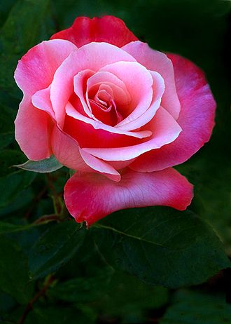 Perennial Pink & White Rose Plants for Garden Borders