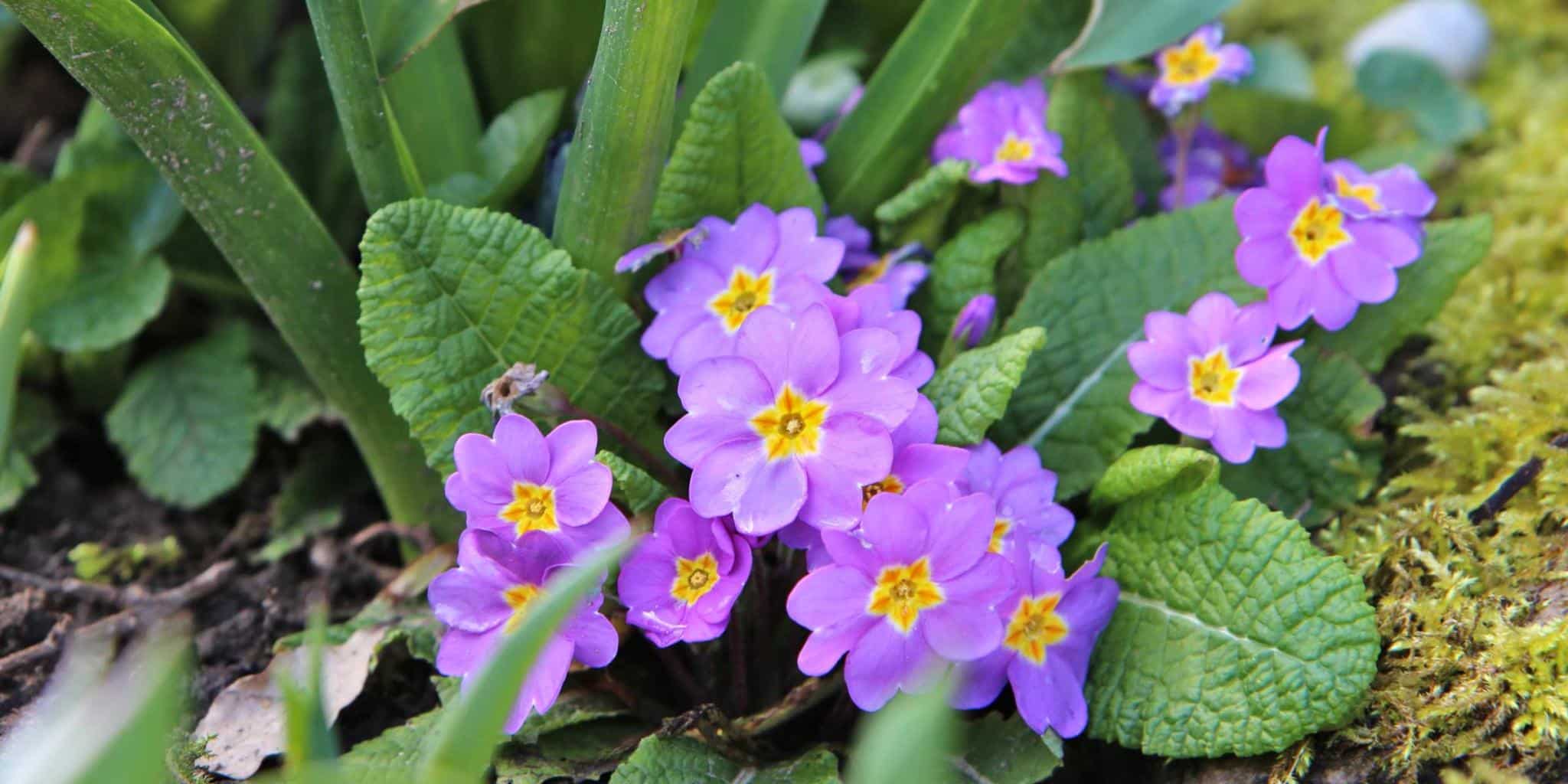 Perennial Primrose Violet Seeds
