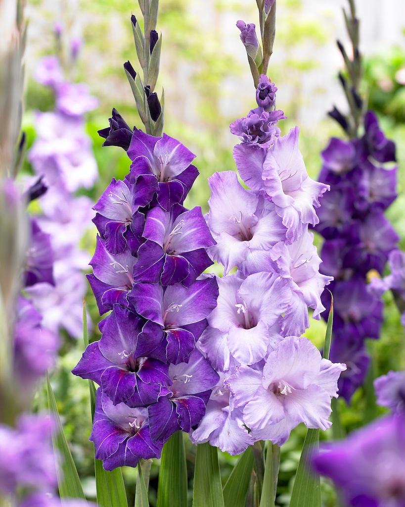 Perennial Purple Gladiolus Plants for Borders and Containers