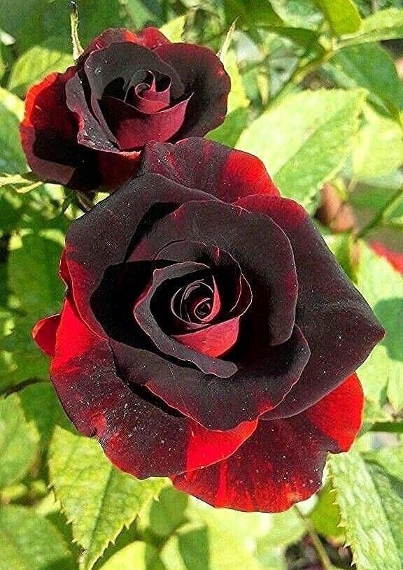 Perennial Rare Gray Red Rose Plants for Borders and Containers