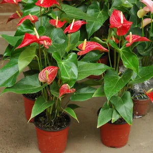 Perennial Bold Red Anthurium Linden Plants for Borders and Containers