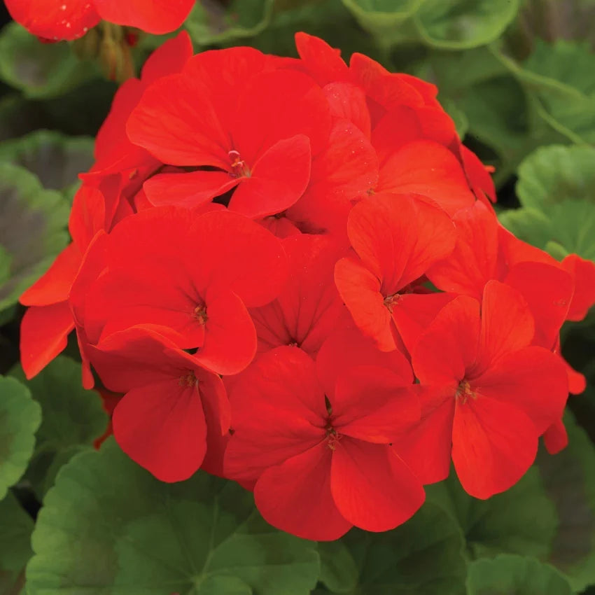 Perennial Red Geranium Plants for Borders and Containers