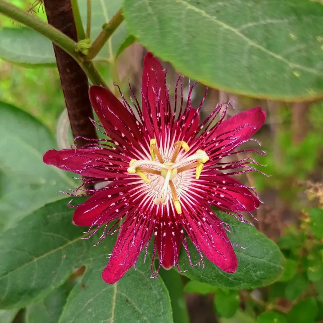 Perennial Red Passion Flower Vine for Trellises and Containers