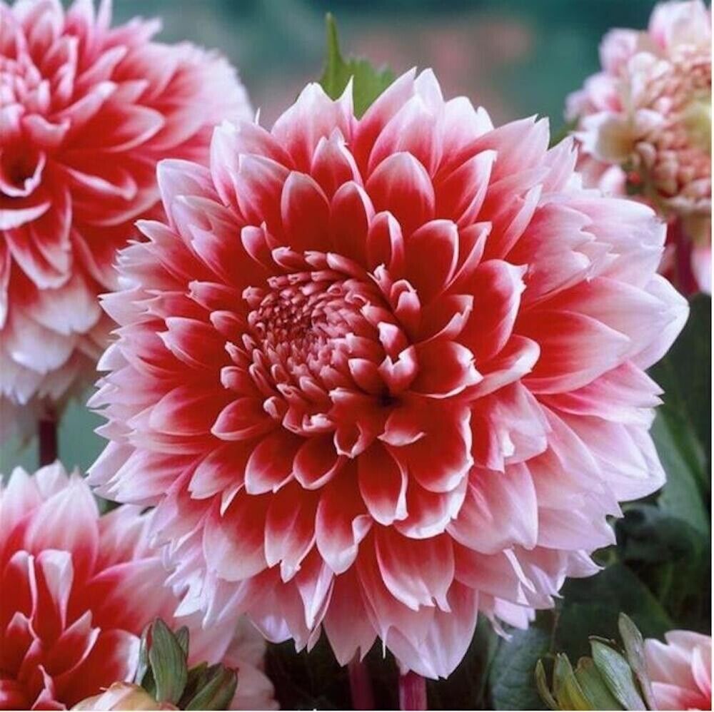 Perennial Red and White Dahlia Plants for Flower Beds