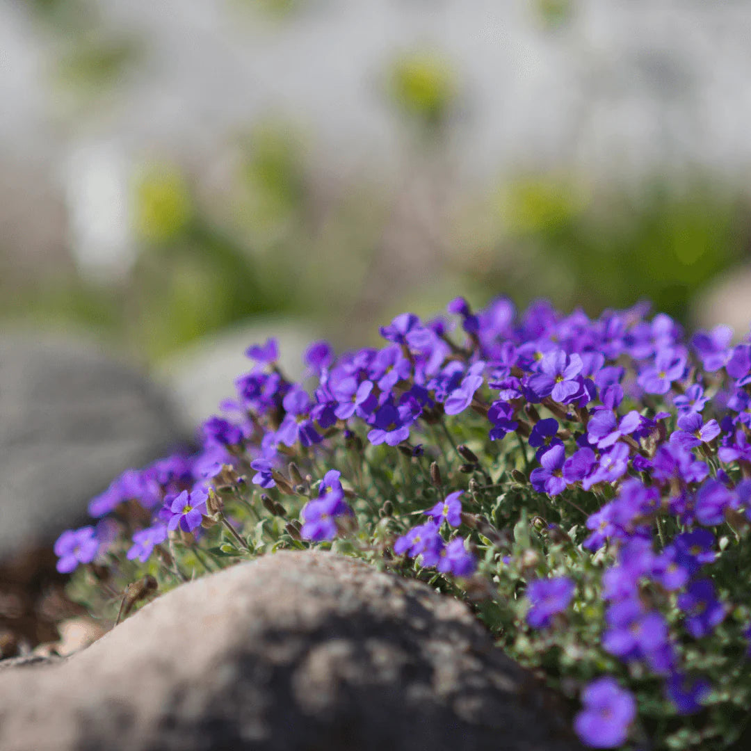 Perennial Rock Cress Garden Seeds for Borders and Slopes