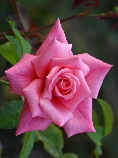 Perennial Rose Pink Flowers for Outdoor Planting