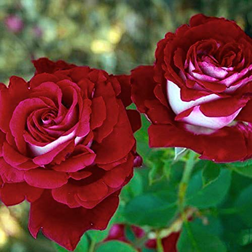 Perennial Ruby Dark Red Rose Plants for Borders and Containers