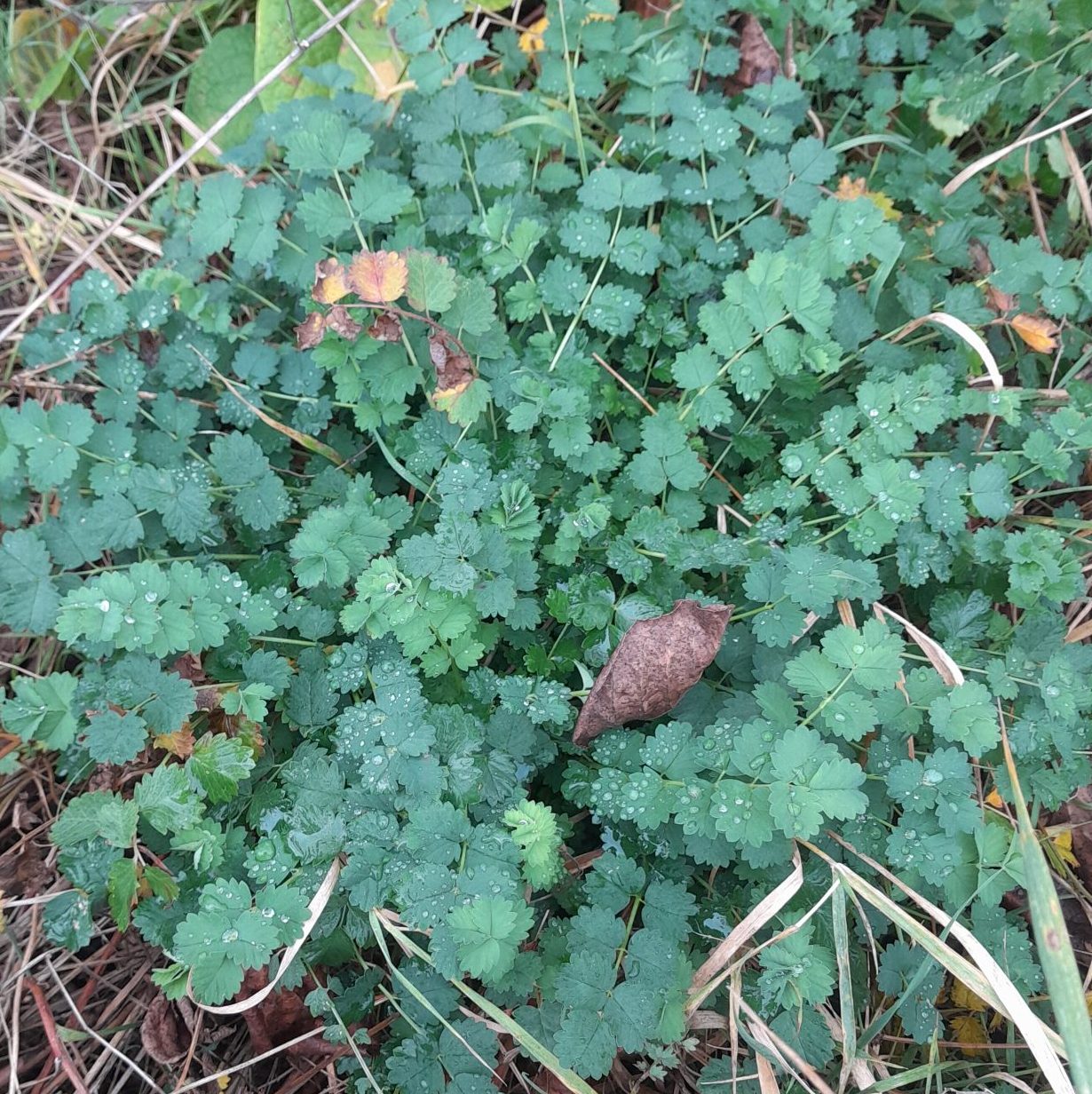 Perennial Salad Burnet plant with textured green foliage