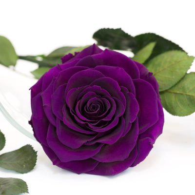 Perennial Snow Dark Violet Rose Plants for Borders and Containers