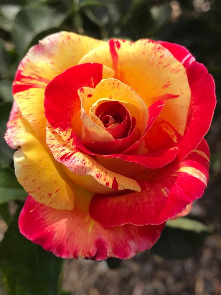 Perennial Unique Mixed Rose Plants for Borders and Containers