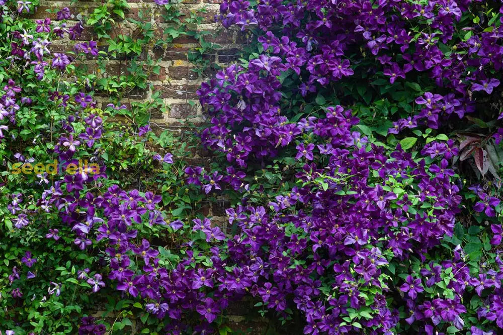 Perennial Vine Climbing Purple Flower Seeds For Vibrant Garden Planting