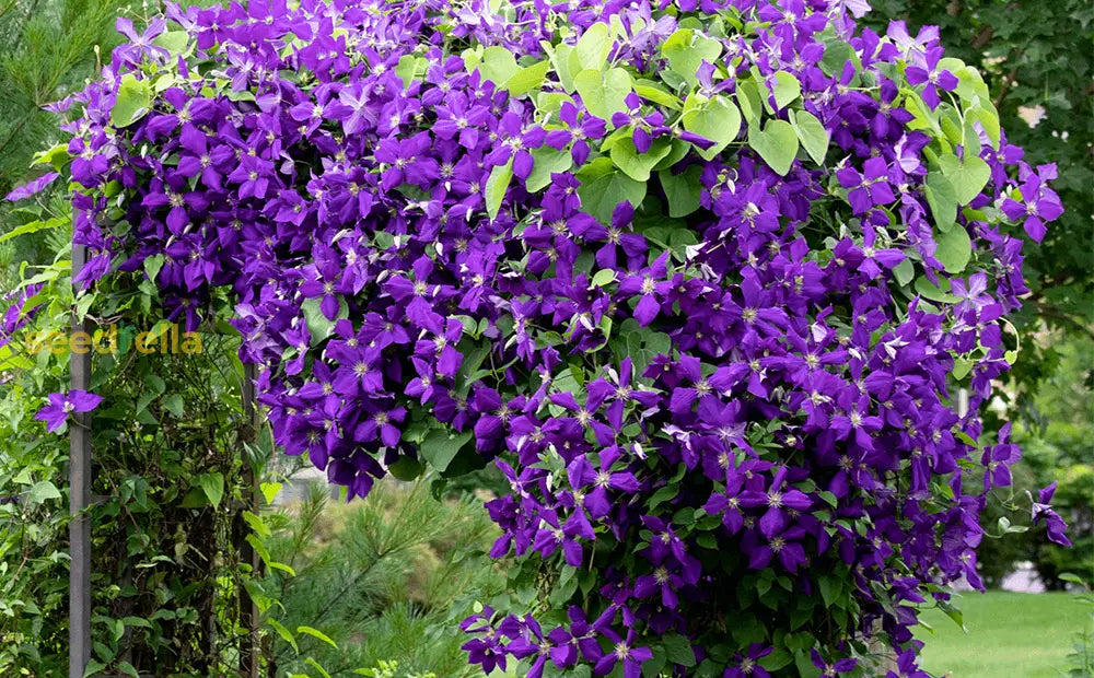 Perennial Vine Climbing Purple Flower Seeds For Vibrant Garden Planting