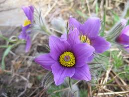 Violet Perennial Anemone Pulsatilla in Garden