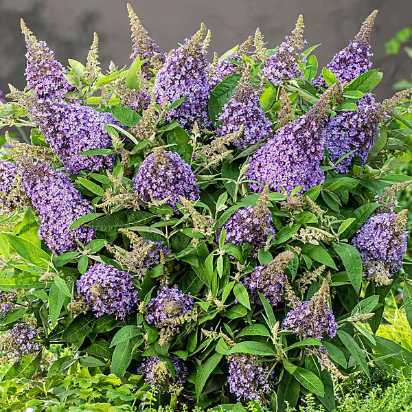 Perennial Violet Buddleia Plants for Borders and Containers
