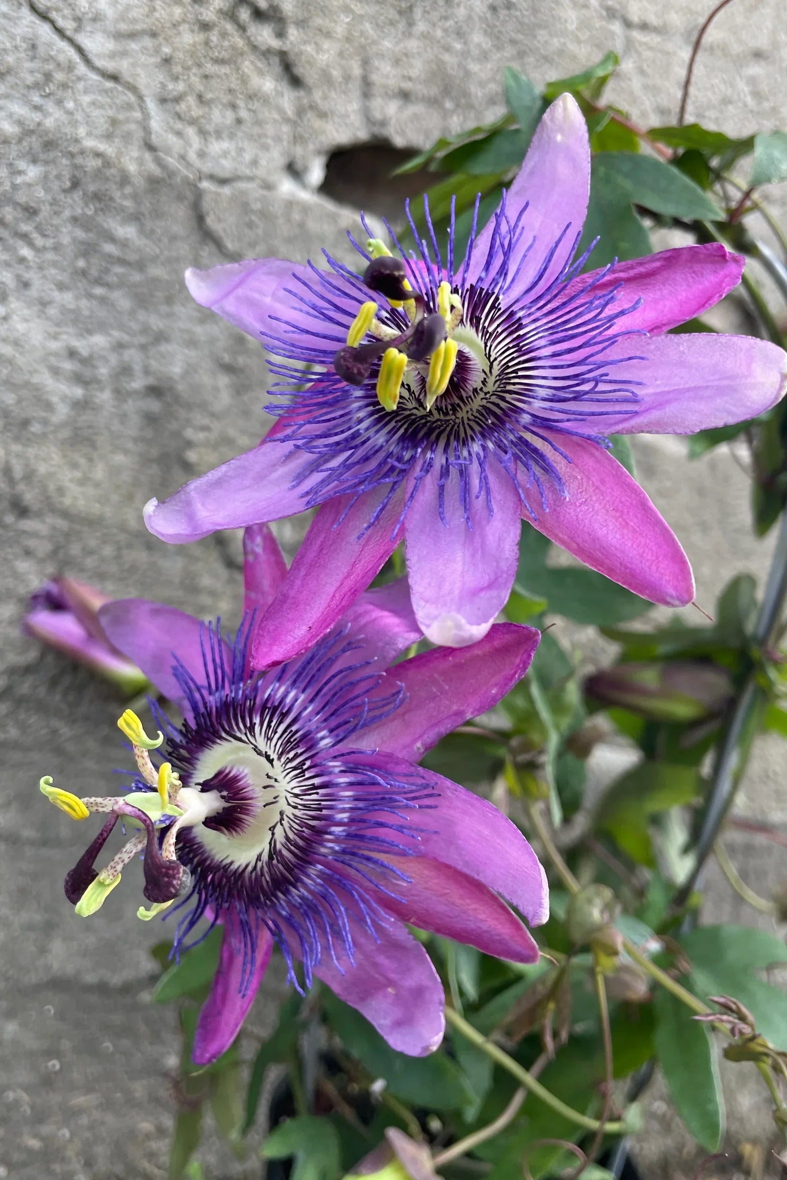 Perennial Violet Passion Flower Plants for Borders and Trellises