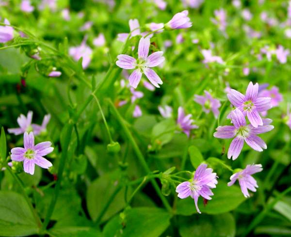 Perennial White Claytonia Flower Seeds