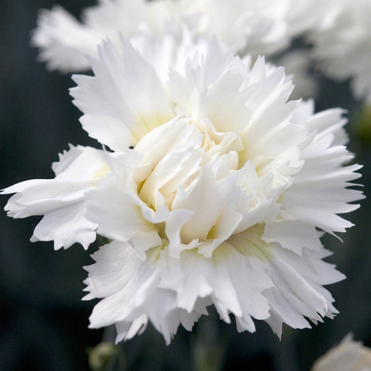 White Dianthus Seeds For Planting - Elevate Your Garden With Classic Blooms