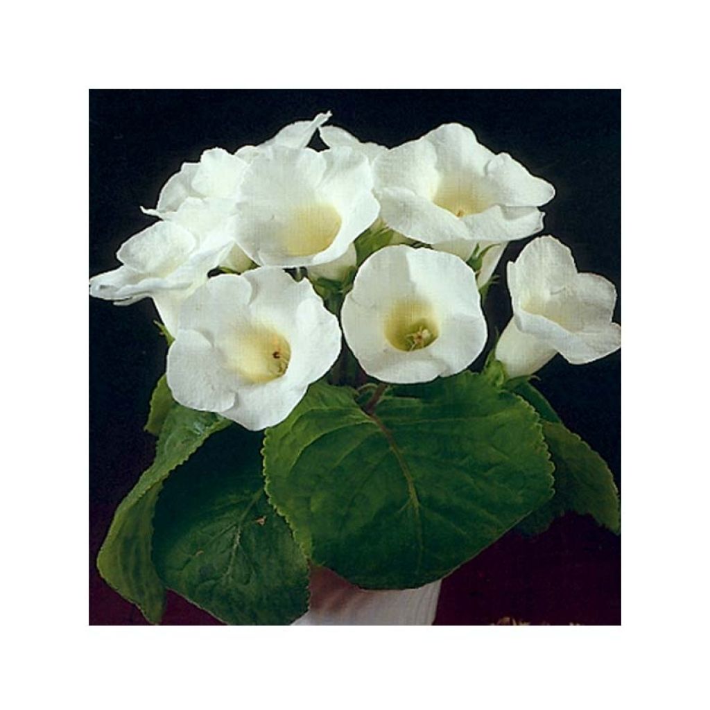 Perennial White Brazilian Gloxinia Plants for Borders and Containers