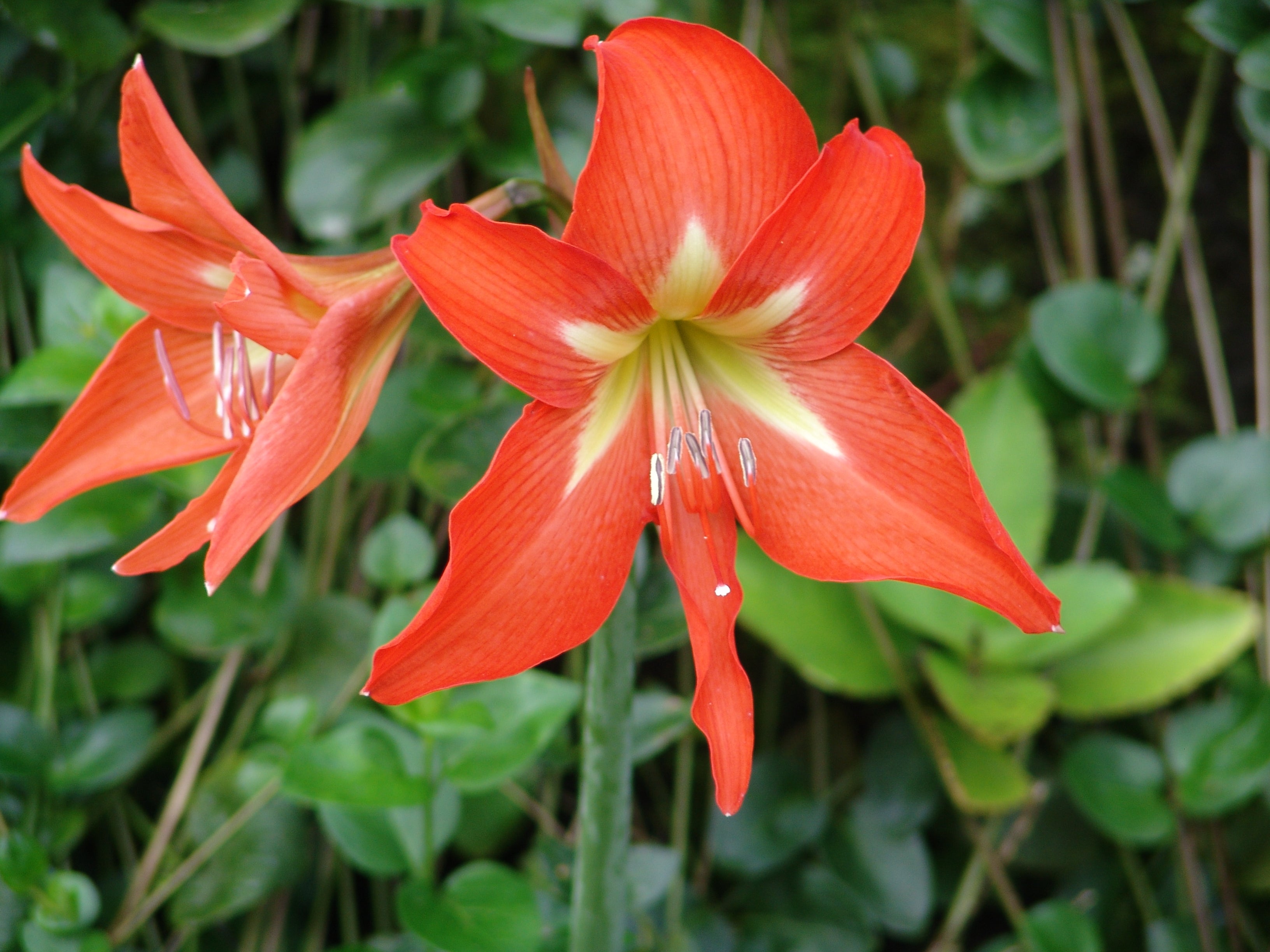 Perennial White Orange Amaryllis Plants for Containers and Borders