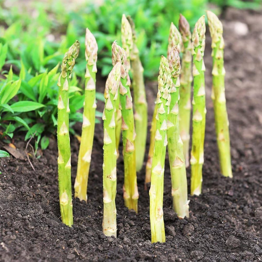 Perennial wild asparagus seeds variety