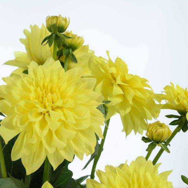 Perennial Two-Color Yellow Dahlia Plants for Borders