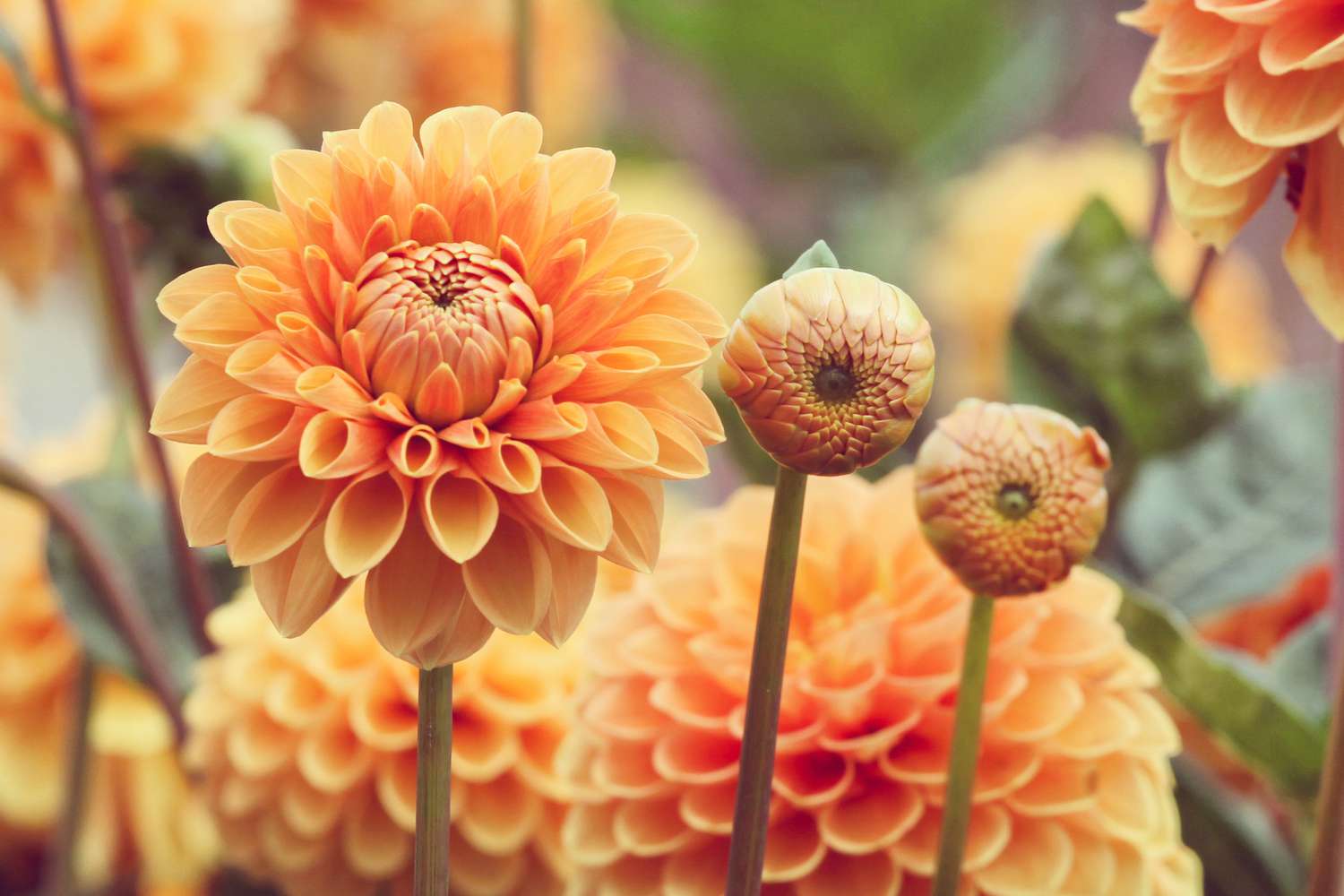 Perennial Yellow-Orange Dahlia Plants for Flower Beds