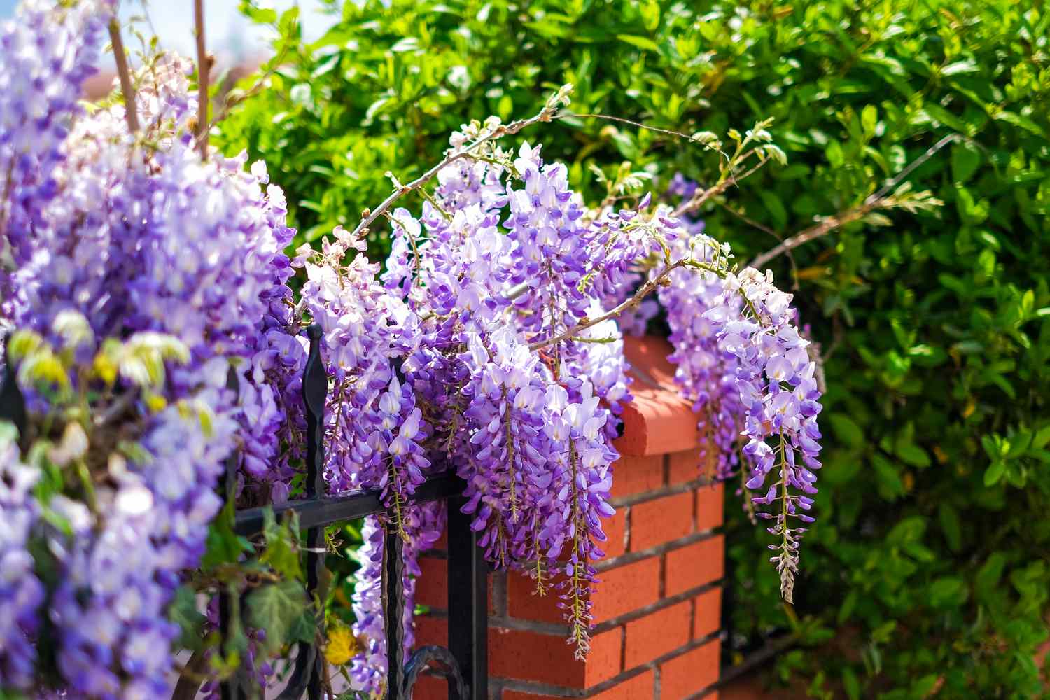 Wisteria Flowers on Garden Pergola