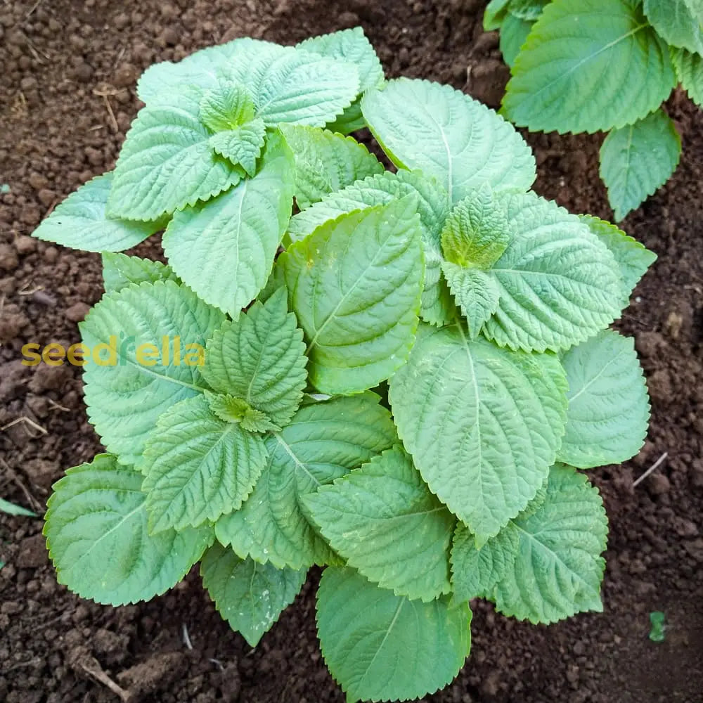 Perilla frutescens seeds ornamental herb plant