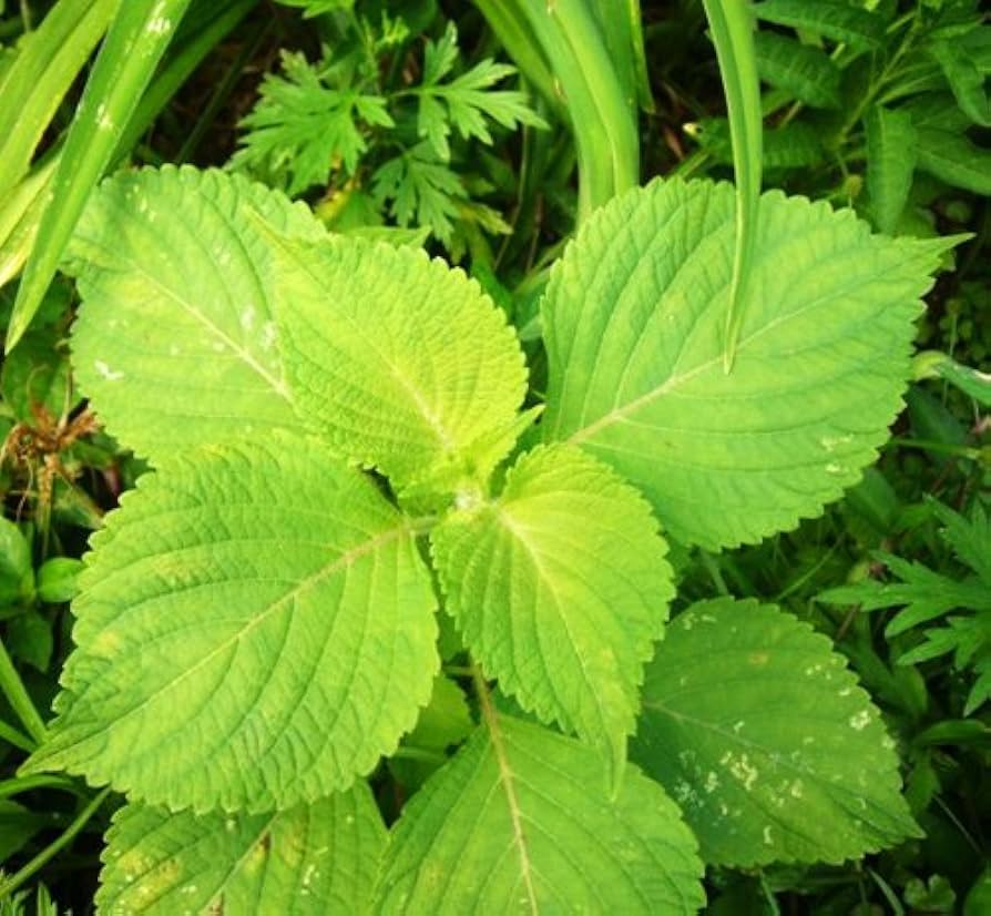 Green Shiso plant in containers with frilled leaves