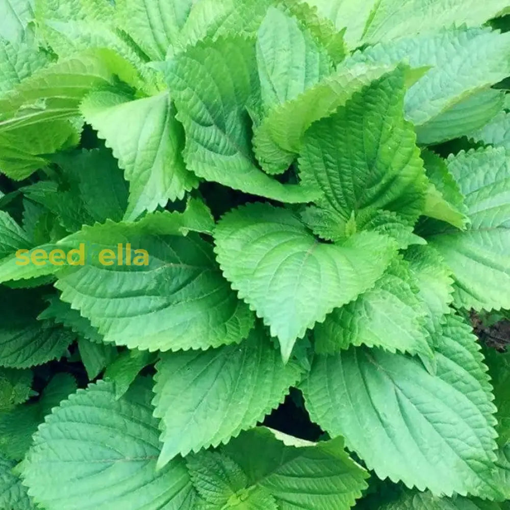 Perilla herb planted in ornamental garden border