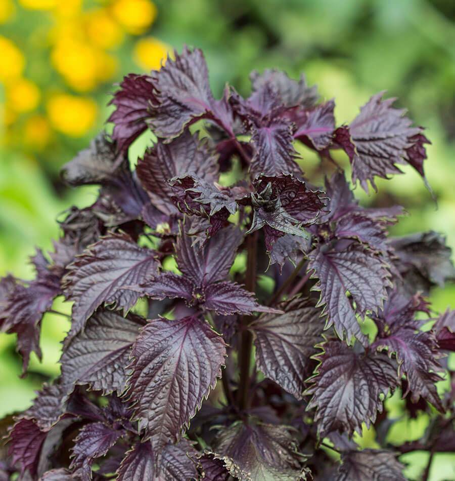 Red Shiso plant in containers with serrated leaves