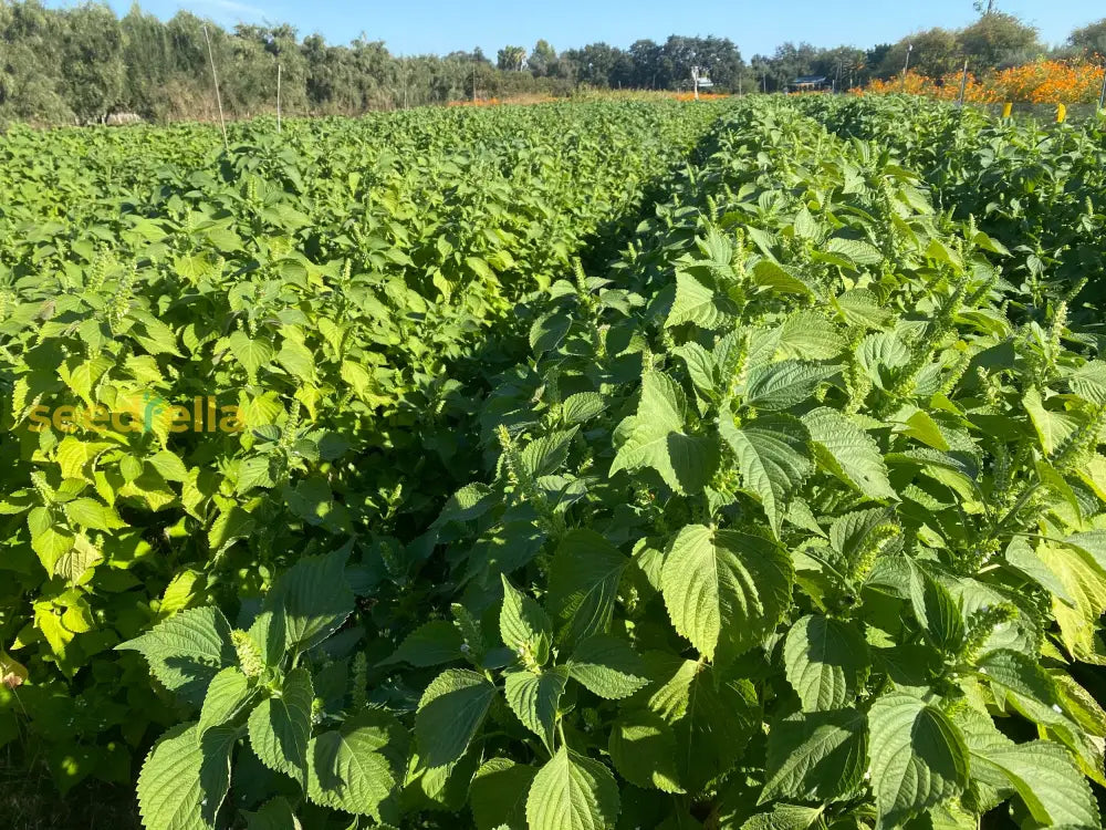 Non-GMO Perilla Seeds – Mixed Culinary and Garden Herb